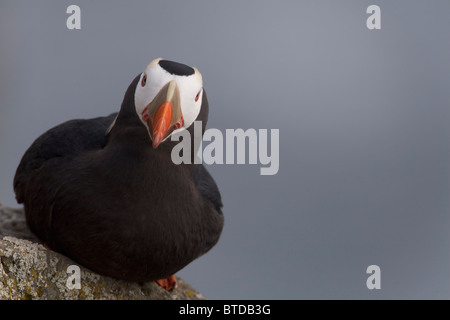 Le Macareux huppé perché sur rock ledge, Saint Paul Island, îles Pribilof, Mer de Béring, sud-ouest de l'Alaska Banque D'Images