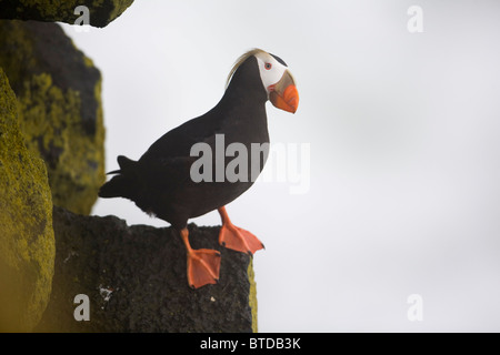 Le Macareux huppé perché sur rock ledge, Saint Paul Island, îles Pribilof, Mer de Béring, sud-ouest de l'Alaska Banque D'Images