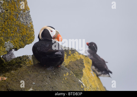 Le Macareux huppé reposant sur le roc ledge avec un Auklett Parakeet en arrière-plan, l'île Saint-Paul, îles Pribilof, Alaska Banque D'Images