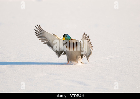 Mallard drake avec les ailes étendues des terres dans la neige près de la rivière Chena, Fairbanks, Alaska, Winter, modifié numériquement Banque D'Images