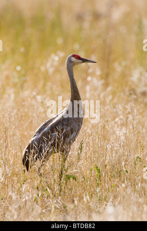 La grue du moindre dans l'herbe à Creamer's Field les oiseaux aquatiques migrateurs Refuge, Fairbanks, Alaska, l'été Banque D'Images