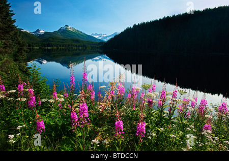 Vue panoramique du lac Auke sur une journée claire avec l'épilobe au premier plan, près de Juneau, Alaska du Sud-Est, l'été Banque D'Images