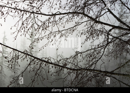 Cônes d'Aulne humidité dégoulinant d'accrocher au large de branches d'un matin brumeux dans la forêt nationale de Tongass, sud-est de l'Alaska, Winter Banque D'Images