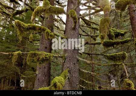 Moss est suspendu aux branches des vieux peuplements de pruches et de l'épinette dans la forêt nationale de Tongass, le passage de l'Intérieur, de l'Alaska, l'été Banque D'Images