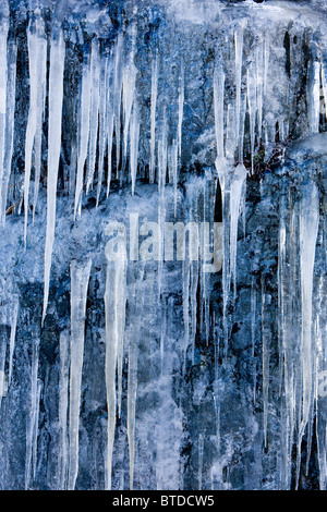 Les glaçons formés à partir de l'infiltration des eaux souterraines se suspendre à une saillie rocheuse, forêt Tongass, Juneau, Alaska du Sud-Est Banque D'Images