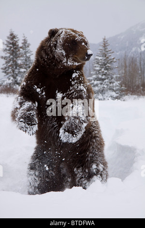 Captif : Grizzly se dresse sur ses pattes postérieures au cours de l'hiver à l'Alaska Wildlife Conservation Center, Southcentral Alaska Banque D'Images