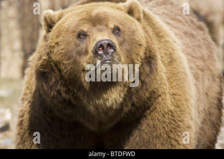 Grizzly en captivité au Zoo de l'Alaska Banque D'Images