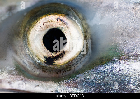 Gros plan de l'œil d'un King Salmon, Alaska Banque D'Images