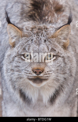 Portrait en captivité d'un lynx du Canada au cours de l'hiver à l', Southcentral Alaska, Alaska Banque D'Images