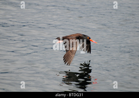 Huîtrier pie en vol au-dessus du Prince William Sound, Alaska Banque D'Images