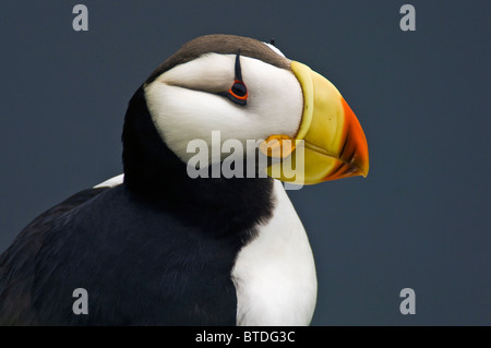 Macareux cornu en plumage nuptial perché sur un affleurement rocheux couvert de mousse sur Saint George Island, sud-ouest de l'Alaska Banque D'Images