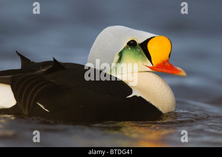 Une vue rapprochée d'un drake Eider dans le lac Teshekpuk sont de la réserve nationale de pétrole, l'Alaska arctique Banque D'Images