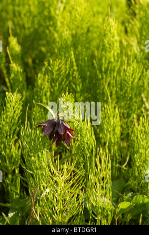 Close up d'un chocolat Lily de plus en plus parmi les herbes Prêle dans le refuge de la faune côtière d'Anchorage, en Alaska, l'été Banque D'Images