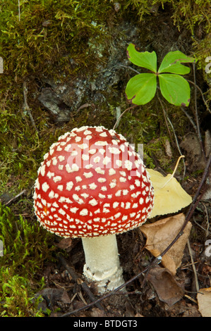 Gros plan d'une volée de champignons agaric dans le sous-étage forestier près de Thunderbird Falls, Chugach State Park, Alaska, automne Banque D'Images