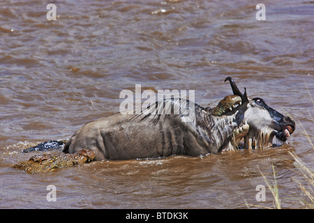 Crocodile (Crocodylus niloticus) Prendre le Gnou bleu (Connochaetes taurinus) dans le Masai Mara National Reserve. Kenya Banque D'Images