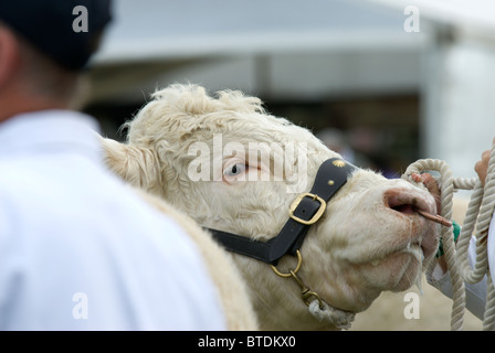 Un impressionnant défilé Charolais bull est dans l'anneau de jugement de bétail Edenbridge et Oxted Comice agricole à Lingfield à Surrey Banque D'Images