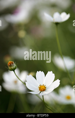 Un portrait d'une floraison blanche fleur cosmos Banque D'Images