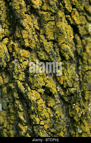 L'écorce des arbres couverts de mousse Banque D'Images