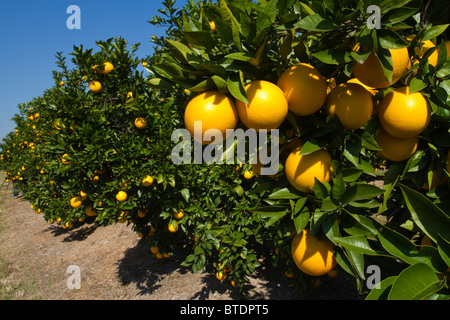 L'oranger (Citrus sinensis) accroché sur les arbres dans un verger d'agrumes Banque D'Images