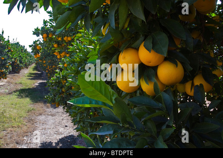 Des grappes de l'oranger (Citrus sinensis) suspendues à des arbres dans un verger Banque D'Images