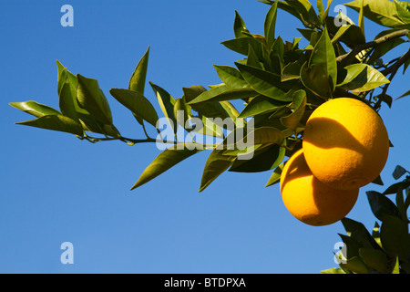 L'oranger (Citrus sinensis) suspendu à une branche Banque D'Images