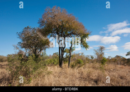 La Savane de feuillus avec un grand arbre Tamboti (Spirostachys africana) Banque D'Images