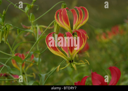 Flamme Rouge (fleur de lys Gloriosa superba) Banque D'Images