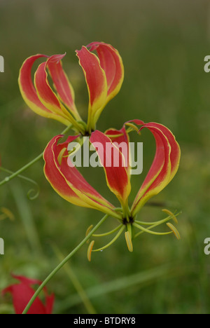 Flamme Rouge (fleur de lys Gloriosa superba) Banque D'Images