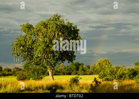 Vue panoramique de l'arbre Kigelia africana (saucisse), arc-en-ciel et nuages Banque D'Images
