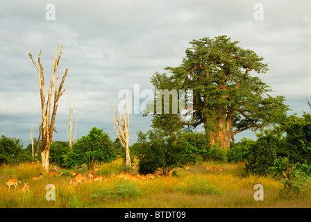 Vue panoramique du grand baobab (Adansonia digitata) et troupeau d'impala Banque D'Images