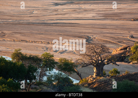 Vue aérienne de la rivière Limpopo double et un baobab, arbre solitaire sur sa banque Banque D'Images