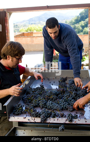 Vin rouge les raisins sont triés et traités par un égrappage machine dans une cave dans le Priorat région de Catalogne, Espagne Banque D'Images