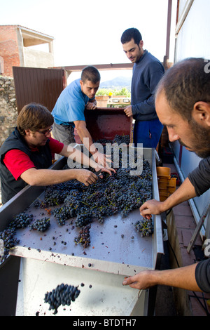 Vin rouge les raisins sont triés et traités par un égrappage machine dans une cave dans le Priorat région de Catalogne, Espagne Banque D'Images
