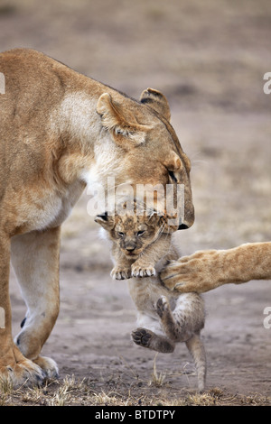 Lionne transportant cub.Se déplacer fréquemment les jeunes Louveteaux afin d'éviter une accumulation d'odeur. Le Masai Mara National Reserve. Banque D'Images