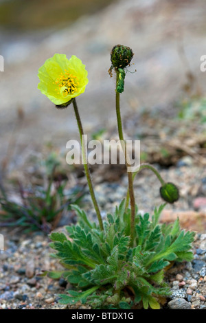 Le pavot arctique (Papaver radicatum), le nord de la plupart des plantes croissant dans le monde entier, Disko-Bay, Groenland Banque D'Images