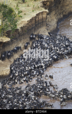 Vue aérienne de Gnou bleu (Connochaetes taurinus) traverser la rivière Mara Banque D'Images