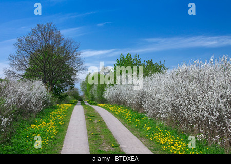 Au printemps avec la floraison de couverture prunellier / prunelle (Prunus spinosa), Allemagne Banque D'Images