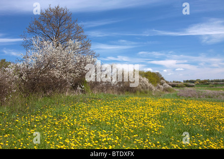 Au printemps avec la floraison de couverture prunellier / prunelle (Prunus spinosa) et le pissenlit (Taraxacum officinale) dans la zone, Allemagne Banque D'Images