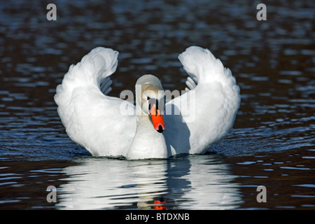 Mute swan (Cygnus olor) sur le lac montrant aux spectacles de menace, l'Allemagne d'affichage Banque D'Images