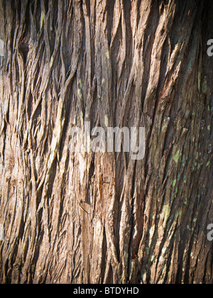 Écorce d'arbre en gros plan, texture de bois Banque D'Images