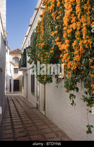 Vigne (Pyrostegia venusta flamme) dans une petite ruelle de la vieille ville de Marbella, Espagne Banque D'Images