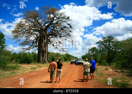 Les touristes la marche sur route de terre rurale admirant énorme Baobab Banque D'Images