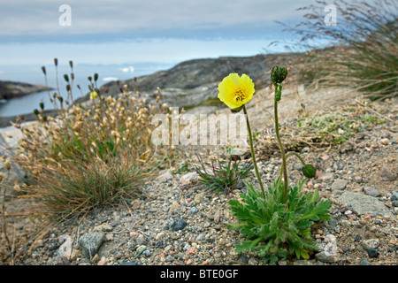 Le pavot arctique (Papaver radicatum), le nord de la plupart des plantes croissant dans le monde entier, Disko-Bay, Groenland Banque D'Images