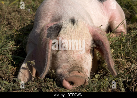 Oldspot Gloucester porcelets sur fermette en Kent, Angleterre Banque D'Images