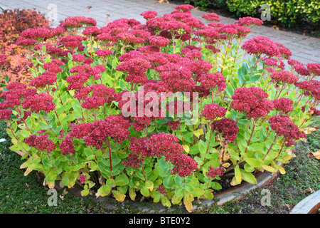 Stonecrop Sedum Autumn Joy fleur rouge Banque D'Images