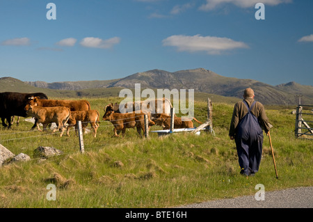 Le déplacement du bétail vers les pâturages frais à Geirinis South Uist, Hébrides extérieures, en Écosse. 6920 SCO Banque D'Images