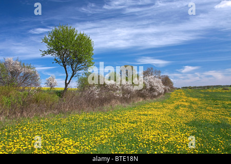 Au printemps avec la floraison de couverture prunellier / prunelle (Prunus spinosa) et le pissenlit (Taraxacum officinale) dans la zone, Allemagne Banque D'Images