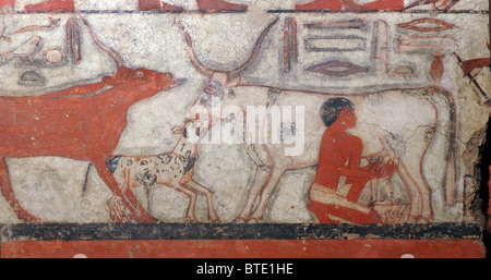 5349. Homme traire une vache. Peinture murale de Saqara, Egypte, ch. 2350 BC Banque D'Images