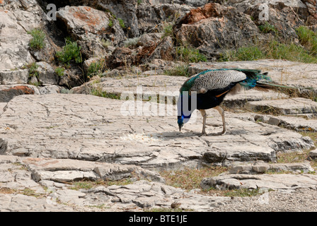 Il existe de nombreux paons dans la réserve naturelle de l'île de Lokrum. Ce Peacock est sur les falaises près de la Mer Morte. La ... Banque D'Images