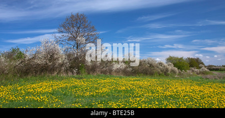 Au printemps avec la floraison de couverture prunellier / prunelle (Prunus spinosa) et le pissenlit (Taraxacum officinale) dans la zone, Allemagne Banque D'Images